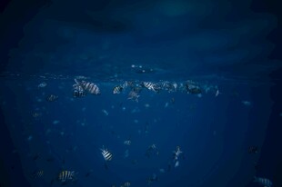 深海中的浮游生物景象