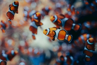 缤纷小丑鱼畅游海底世界