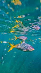 海底游动的多彩小鱼