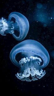 深海中游动的梦幻水母