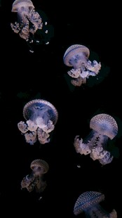 梦幻水母在水中优雅游动