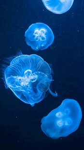 梦幻蓝色水母在水中游动