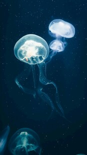 梦幻水母在深海中游弋