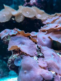 梦幻海底珊瑚景观