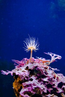 海底绚丽海葵与珊瑚景观