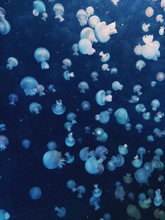 梦幻水母在深海中漂浮