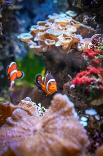 海底小丑鱼与多彩珊瑚