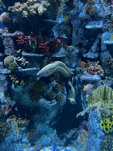 海底珊瑚与游动的海洋生物