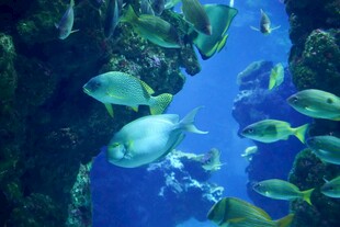 海底鱼群畅游景象