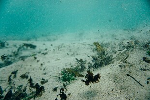 海底景观
