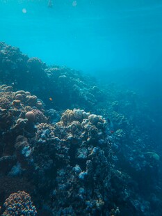 海底多彩珊瑚景观
