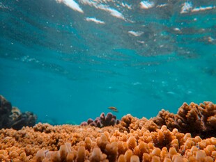 海底缤纷珊瑚景观