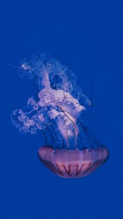 梦幻水母在蓝水中飘逸