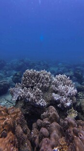 海底珊瑚景观