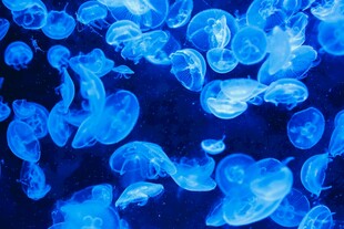 梦幻蓝色水母群