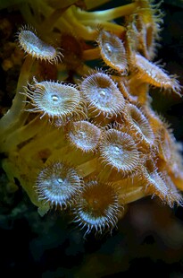 海底奇妙的海葵生物