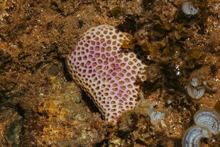 海底粉色斑点海星