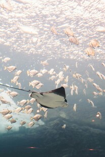 海中蝠鲼伴游群鱼