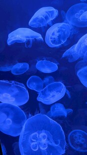 梦幻蓝色水母群