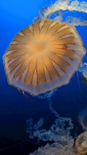 梦幻水母在蓝色海洋中游动