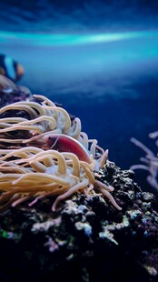 深海奇妙生物景观