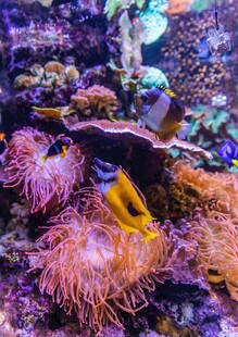 海底多彩珊瑚与鱼群