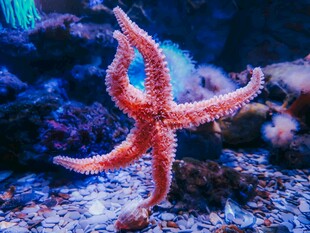 水中的红色海星