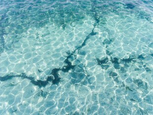 清澈海水中的黑色海草