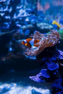 水族馆中的小丑鱼与珊瑚
