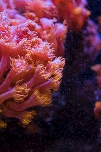 绚丽多彩的海底珊瑚