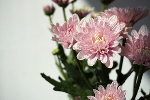 粉色菊花特写