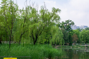 湖畔垂柳绿意盎然景色美