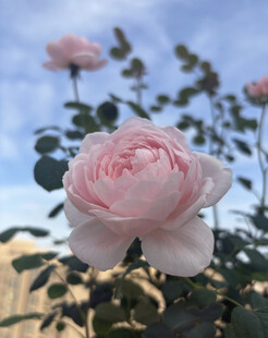 月季花 瑞典女王