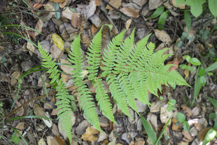 翠绿蕨类植物