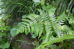 翠绿蕨类植物特写