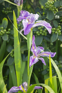 玉蝉花鸢尾花