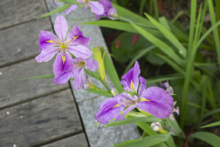 玉蝉花