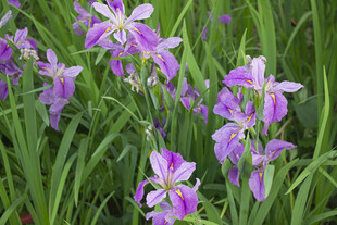 玉蝉花