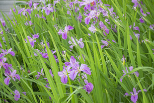 玉蝉花