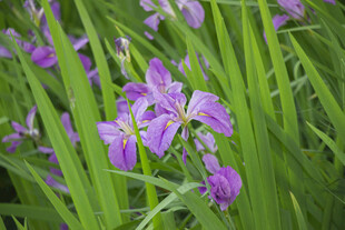 玉蝉花