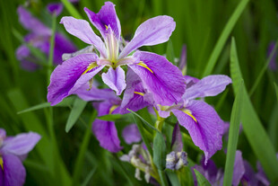玉蝉花鸢尾花