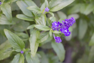 蓝花鼠尾草