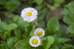 雏菊