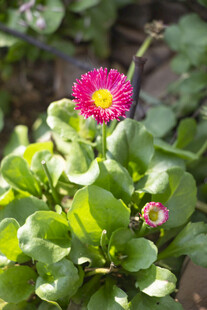 雏菊