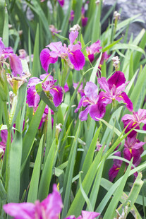 玉蝉花