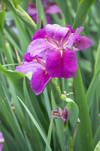 玉蝉花