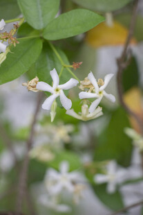 络石花开
