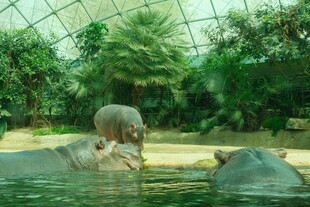 温室中的河马与绿植景观