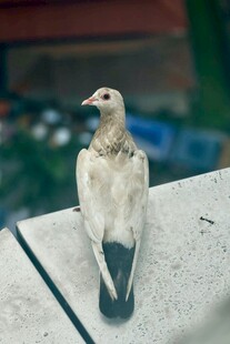 窗台上的白鸽
