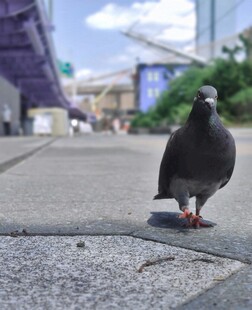 街道上的独行鸽子